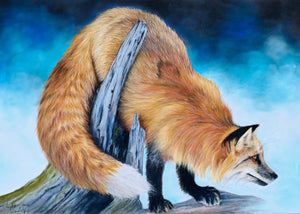 Red Fox