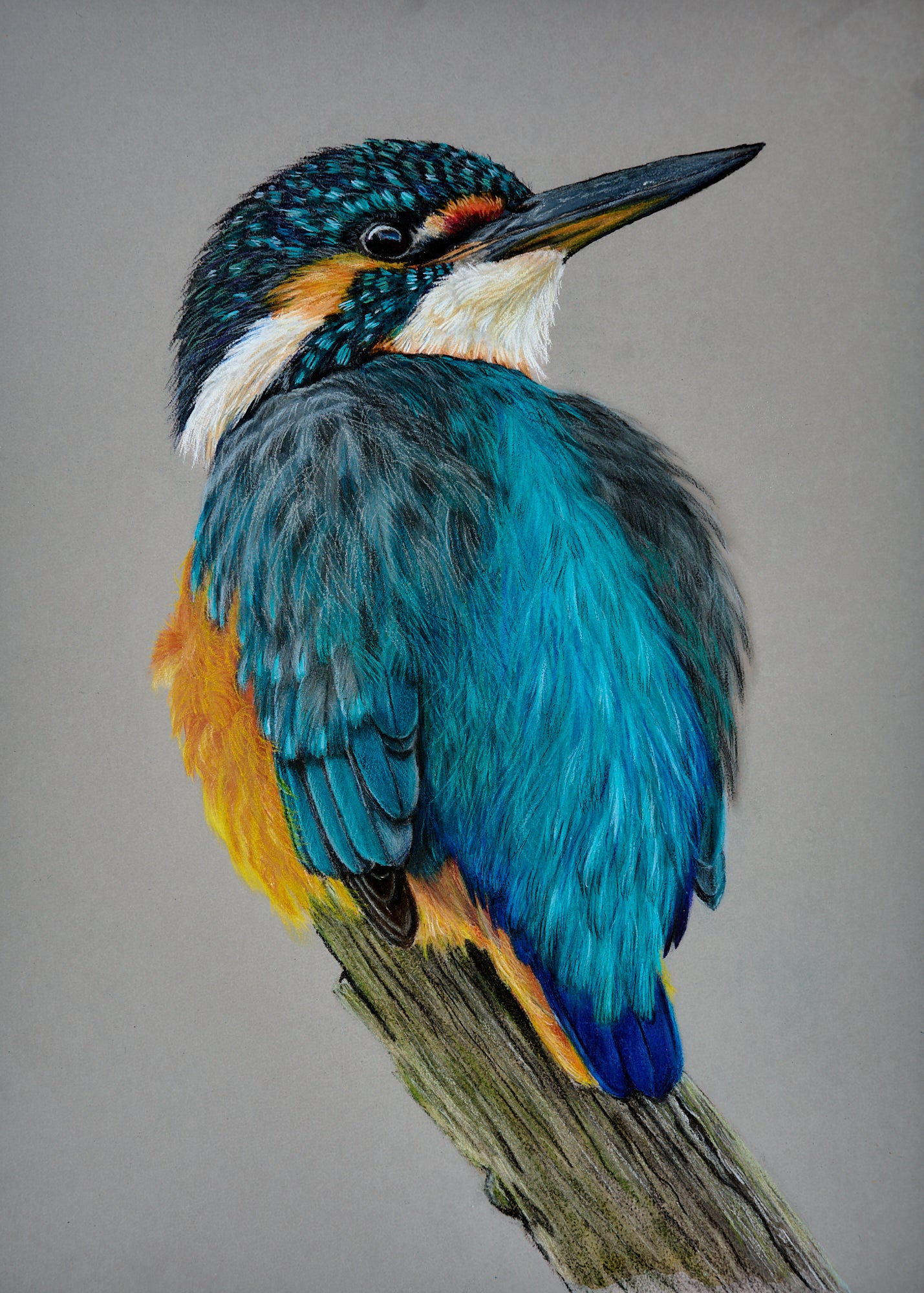 Kingfisher