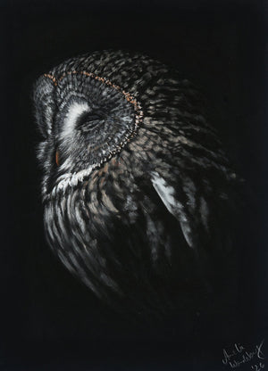 Great Grey Owl